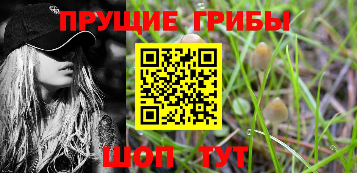 Галлюциногенные грибы Psilocybe Ейск